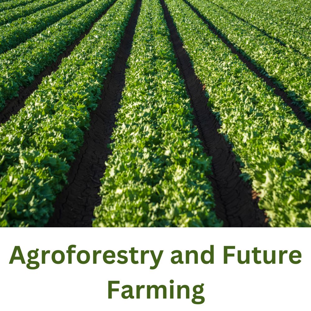 The Green Revolution 2.0: Agroforestry and Future Farming