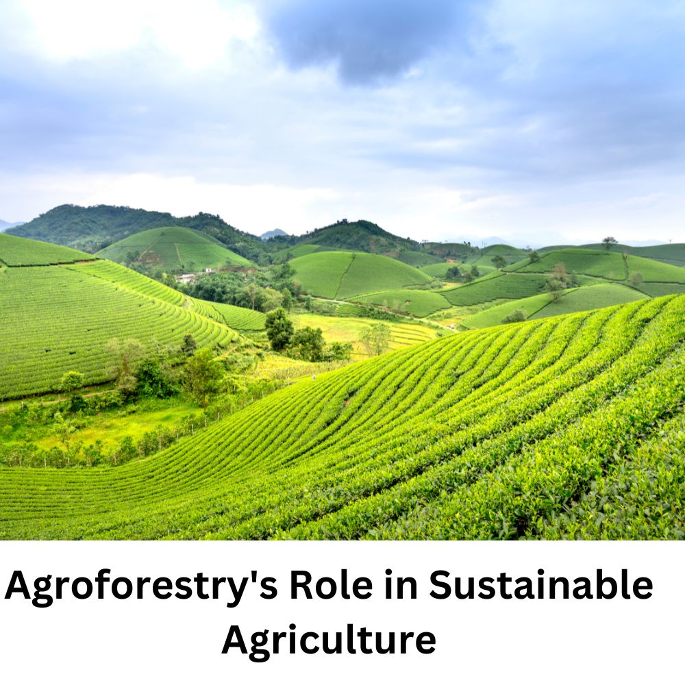 Agroforestry's Role in Sustainable Agriculture