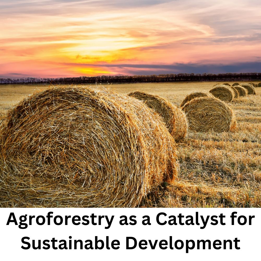 Agroforestry as a Catalyst for Sustainable Development