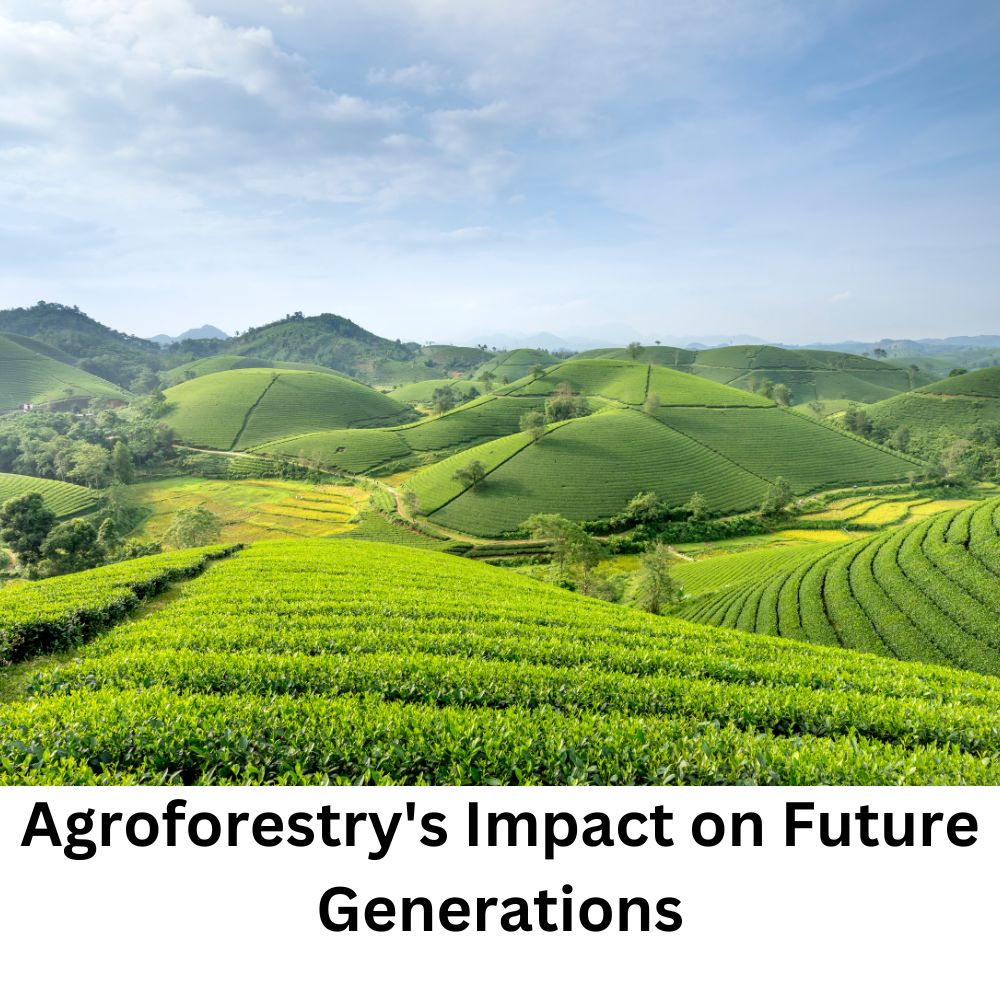 Agroforestry's Impact on Future Generations