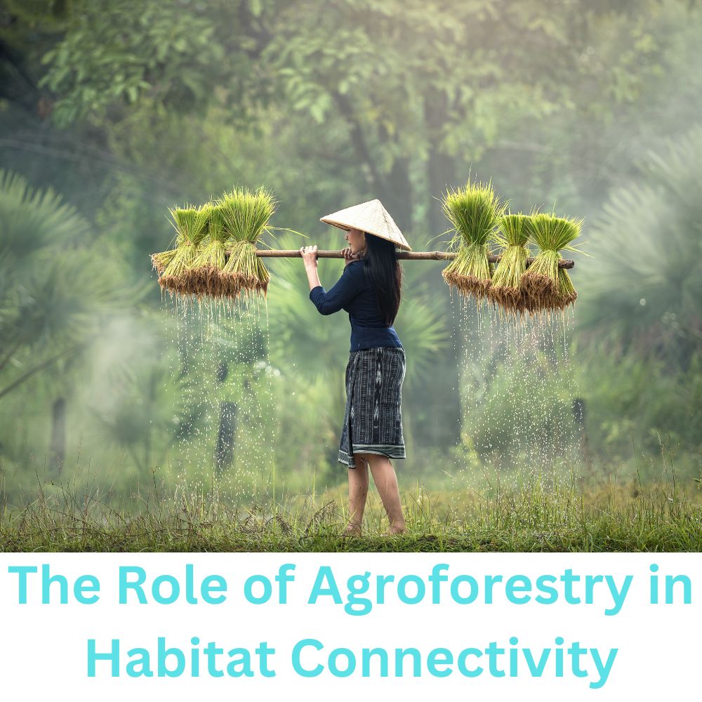 The Role of Agroforestry in Habitat Connectivity