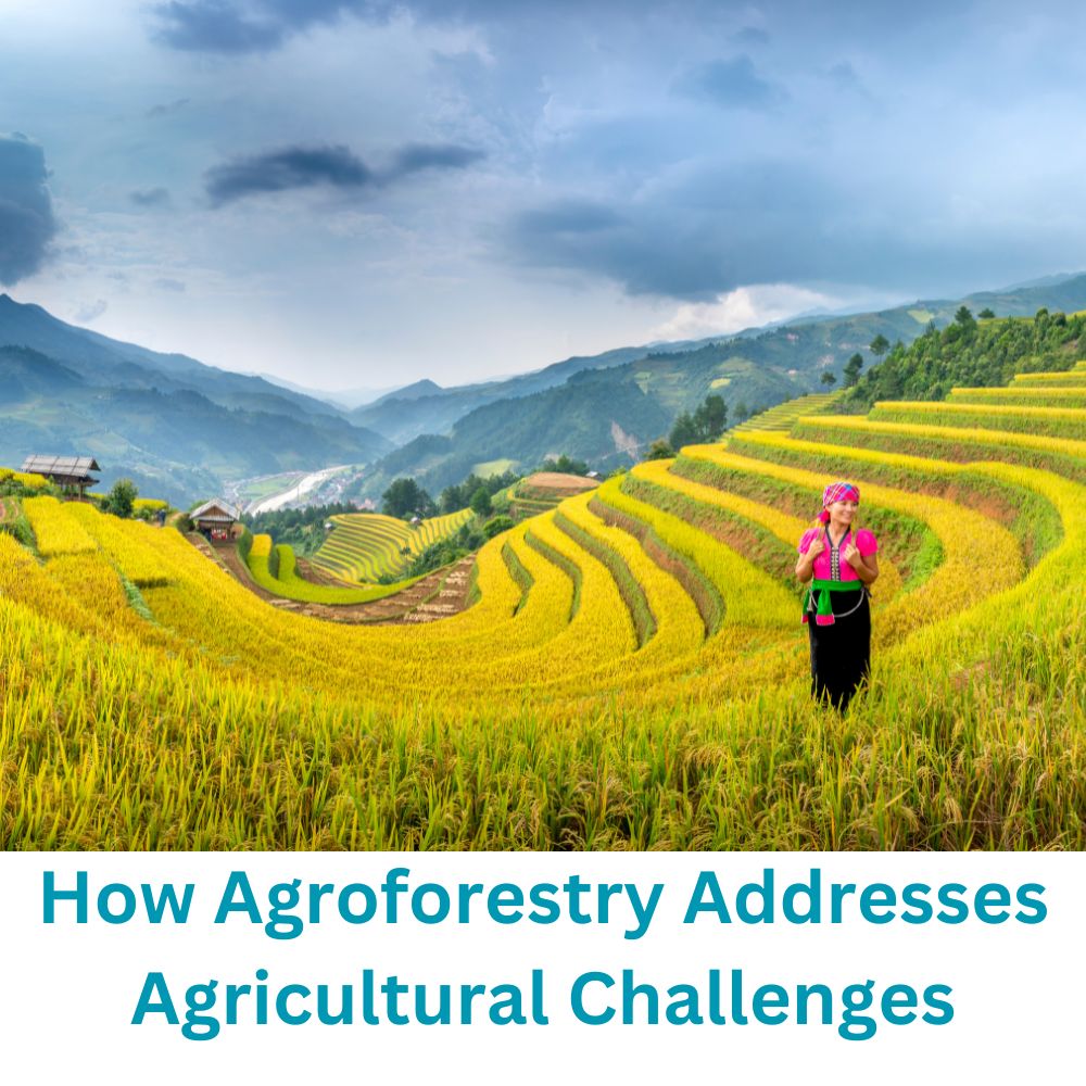 How Agroforestry Addresses Agricultural Challenges