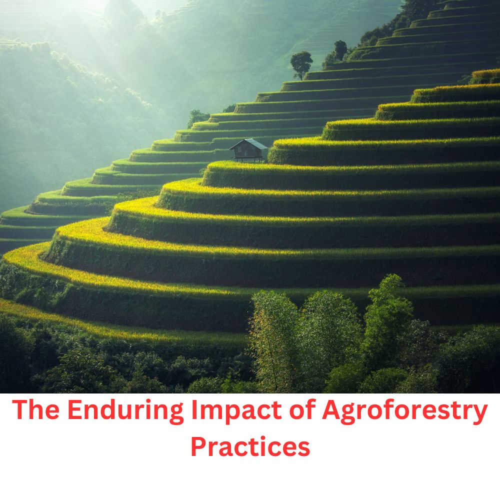 The Enduring Impact of Agroforestry Practices