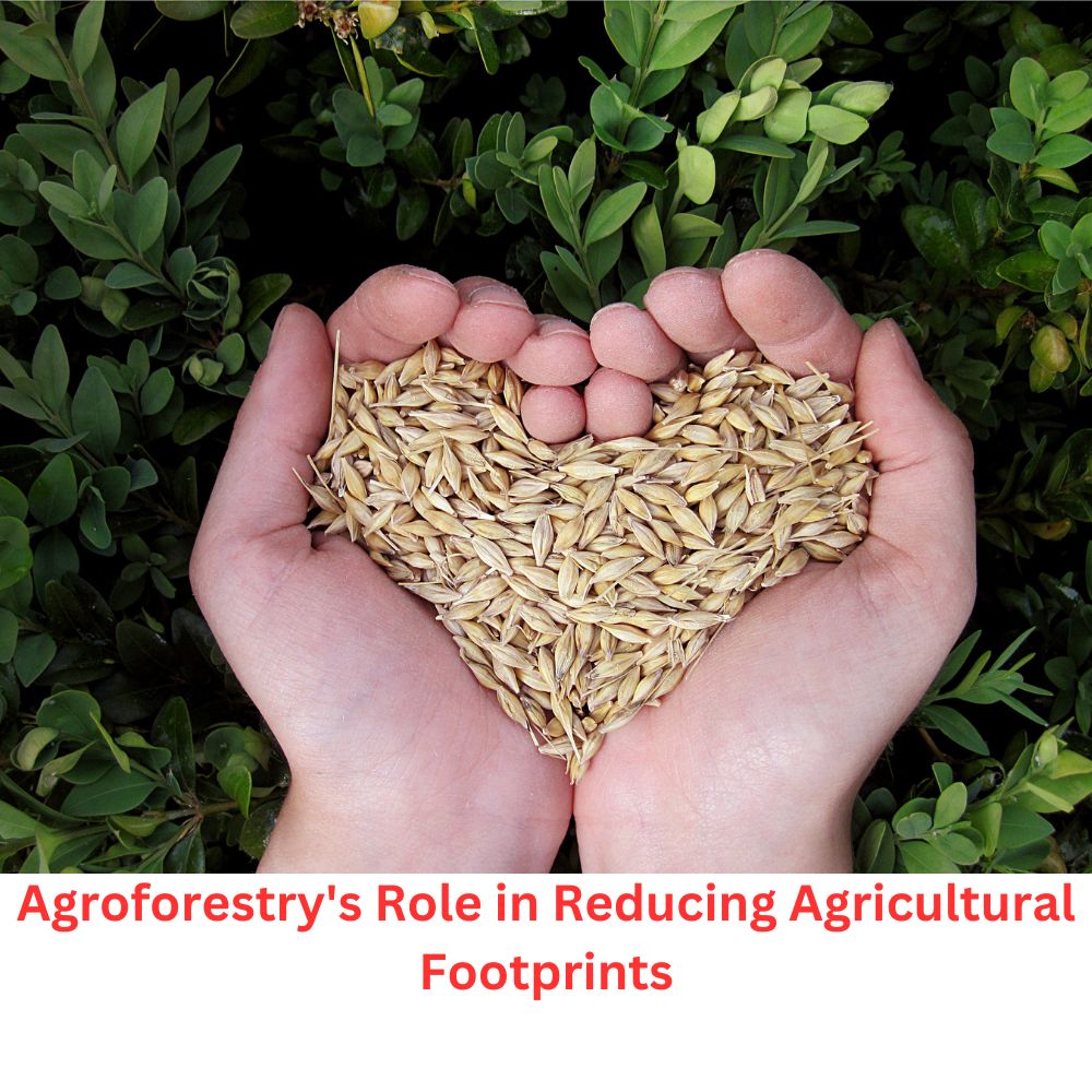 Agroforestry's Role in Reducing Agricultural Footprints