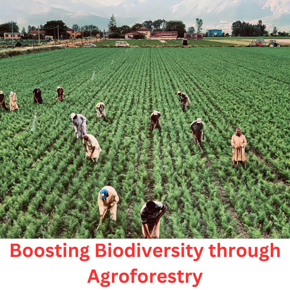 Boosting Biodiversity through Agroforestry