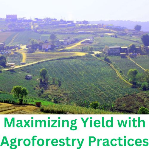 Maximizing Yield with Agroforestry Practices