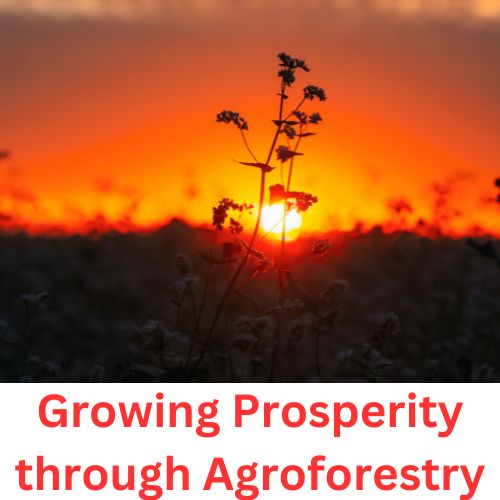 Growing Prosperity through Agroforestry