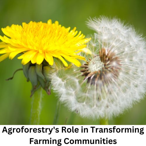 Rural Renaissance: Agroforestry's Role in Transforming Farming Communities