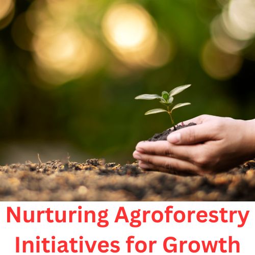 Saplings of Success: Nurturing Agroforestry Initiatives for Growth