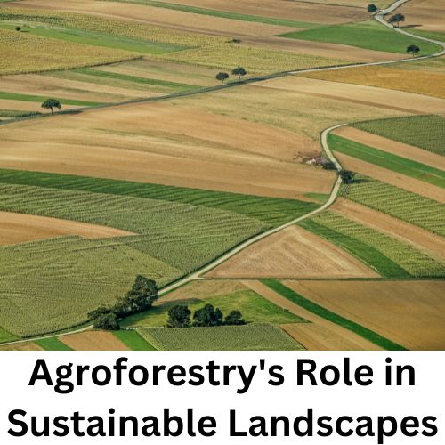 Agroforestry's Role in Sustainable Landscapes