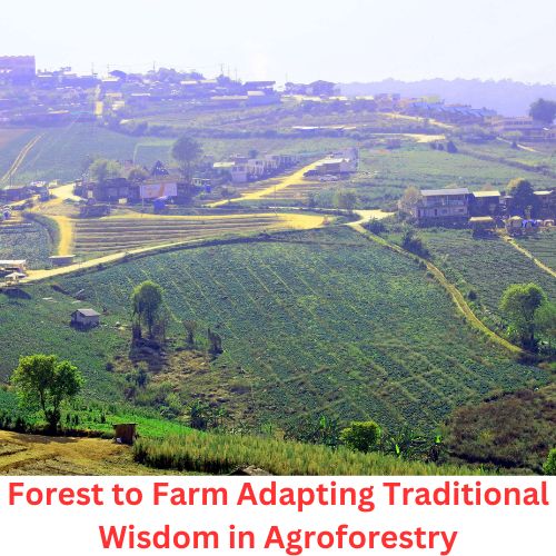 Forest to Farm Adapting Traditional Wisdom in Agroforestry