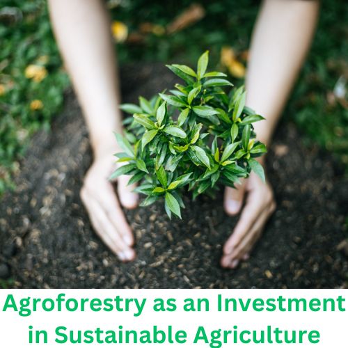 Agroforestry as an Investment in Sustainable Agriculture