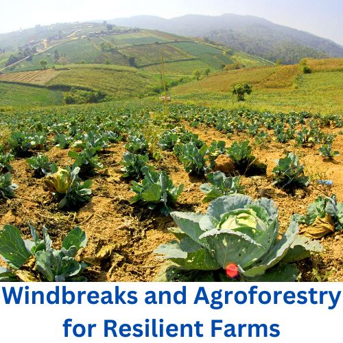 Windbreaks and Agroforestry for Resilient Farms