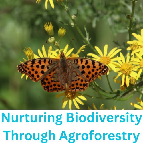 Nurturing Biodiversity Through Agroforestry