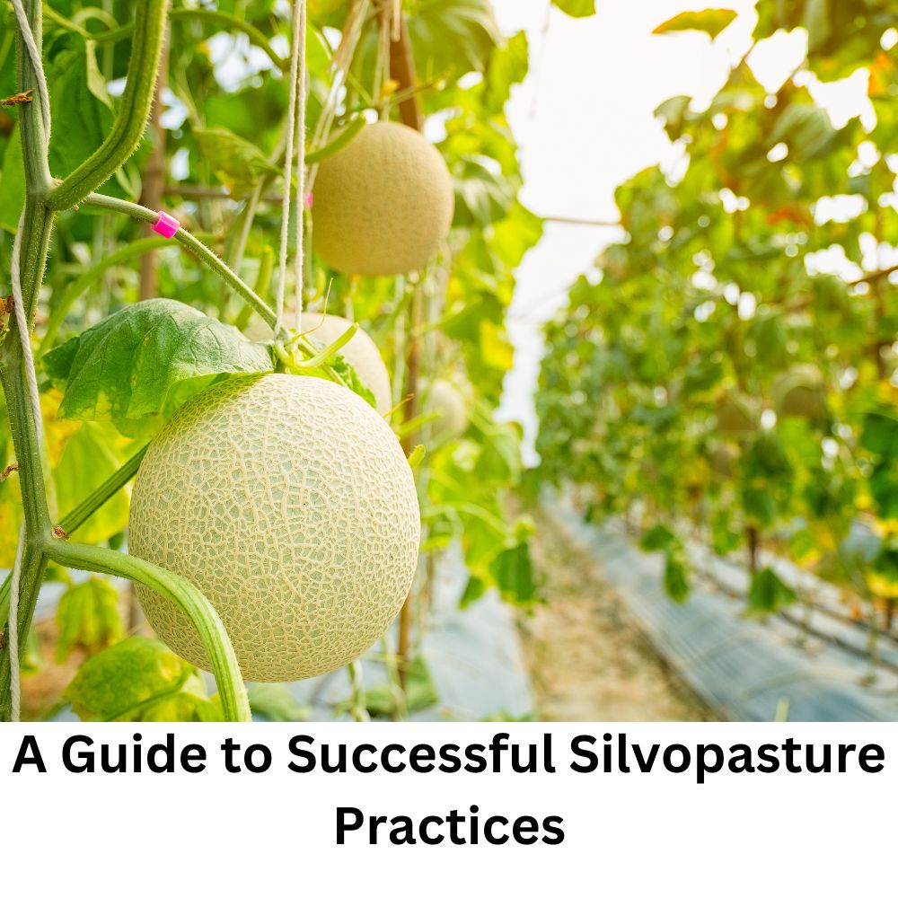 Raising the Canopy: A Guide to Successful Silvopasture Practices