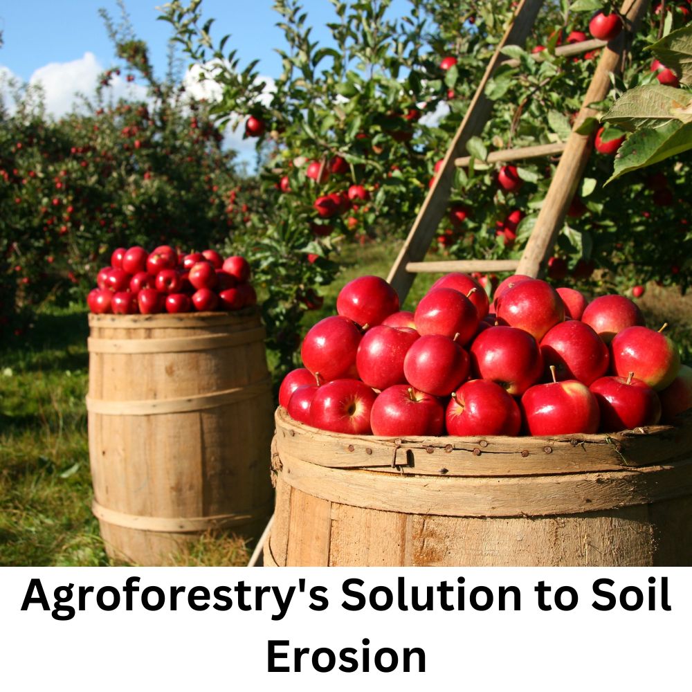 Agroforestry's Solution to Soil Erosion