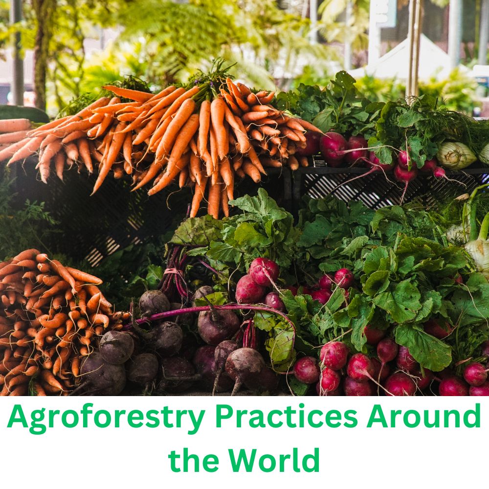 Agroforestry Practices Around the World