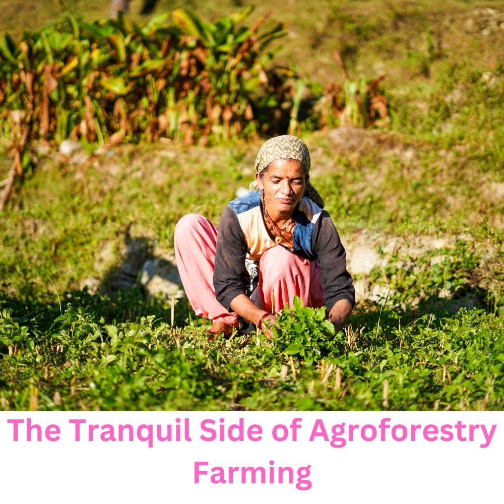 Shade and Serenity: The Tranquil Side of Agroforestry Farming