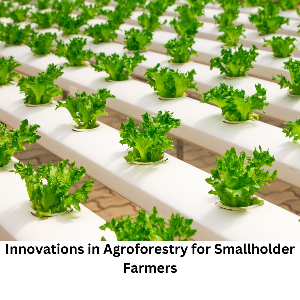 Innovations in Agroforestry for Smallholder Farmers