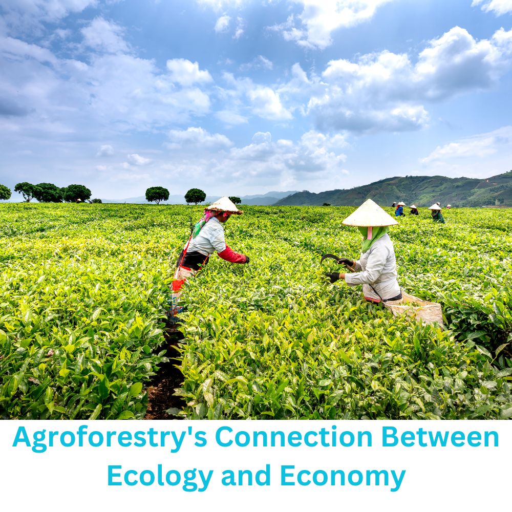 Agroforestry's Connection Between Ecology and Economy