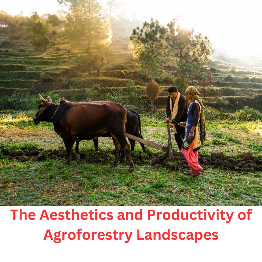 The Aesthetics and Productivity of Agroforestry Landscapes