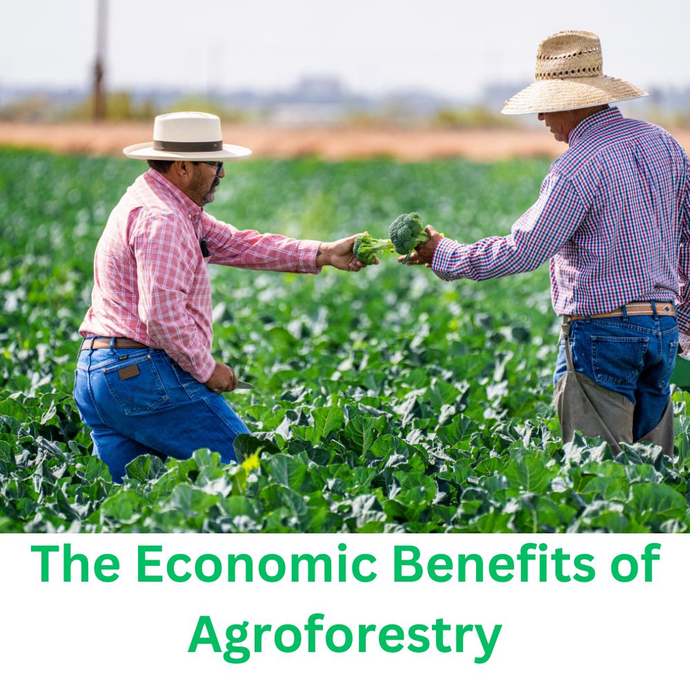 The Economic Benefits of Agroforestry